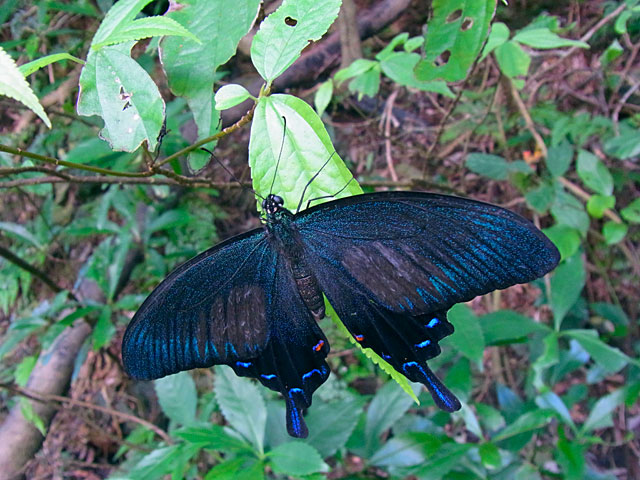 オキナワカラスアゲハ