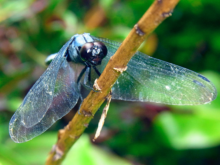 オオシオカラトンボ雄