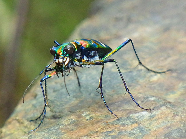 オキナワハンミョウ