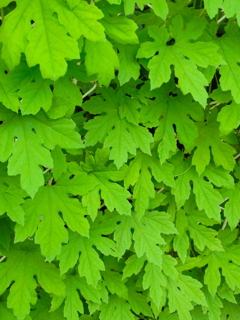 ごーや・ニガウリ・ツルレイシ