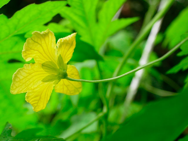 ツルレイシ雄花