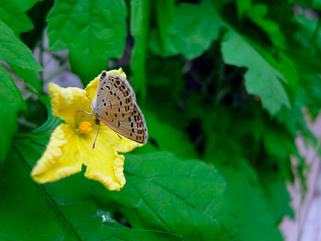 ツルレイシに訪花したヤマトシジミ