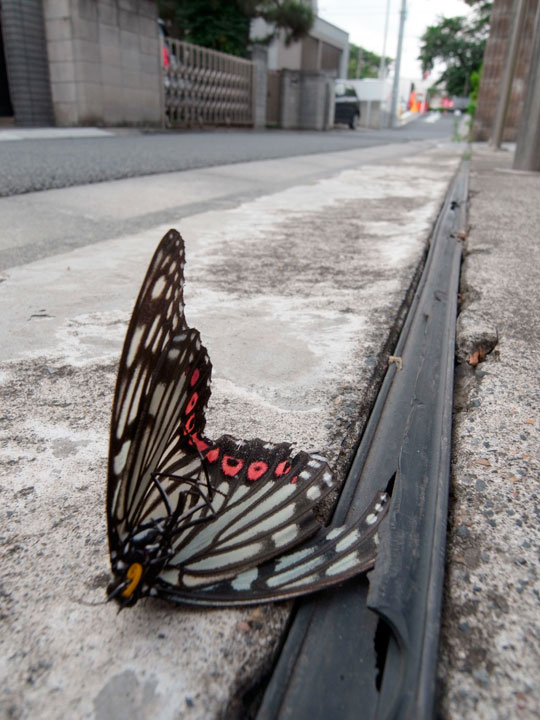 アカボシゴマダラ