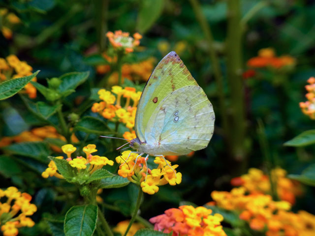 ウスキシロチョウ