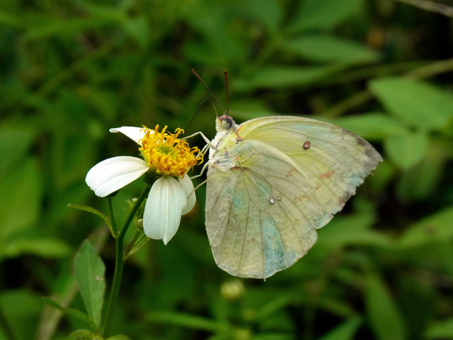 ウスキシロチョウ