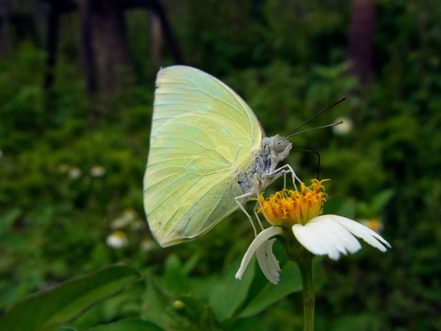 ウスキシロチョウ