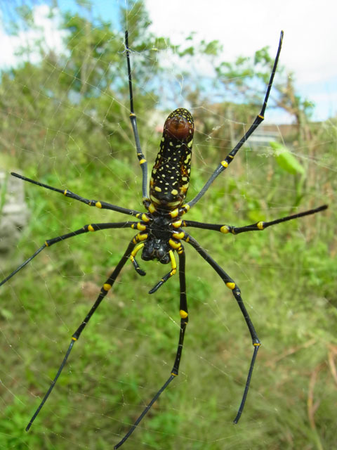 オオジョロウグモ雌
