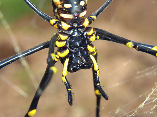 オオジョロウグモ雌