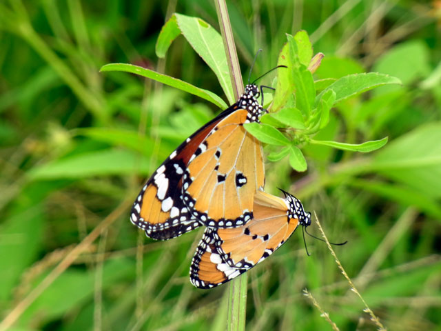 カバマダラ交尾ペア