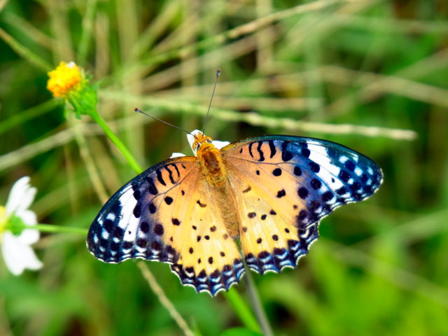 ツマグロヒョウモン雌
