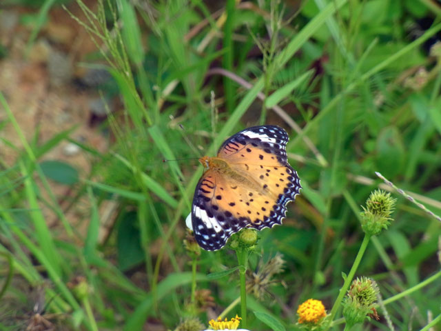 ツマグロヒョウモン雌