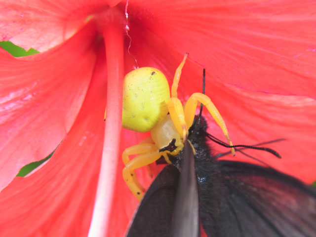 アマミアズチグモ