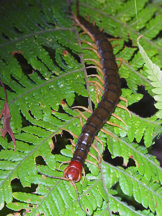 オオムカデの一種