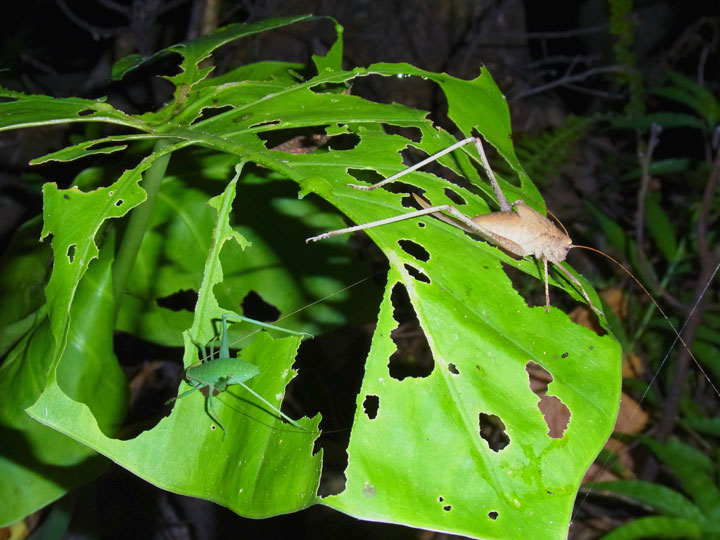 タイワンクツワムシ幼虫