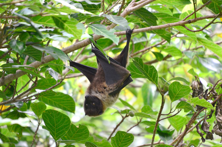 オリイオオコウモリ