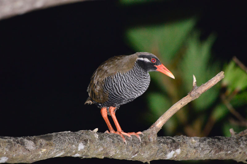 ヤンバルクイナ