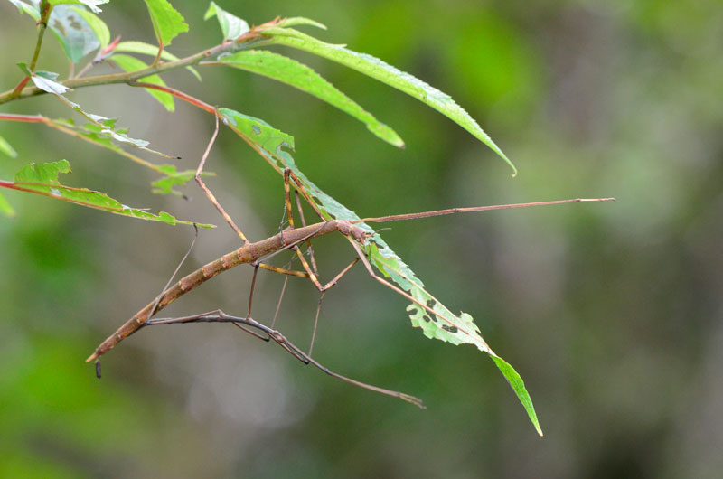 アマミナナフシ交尾ペア