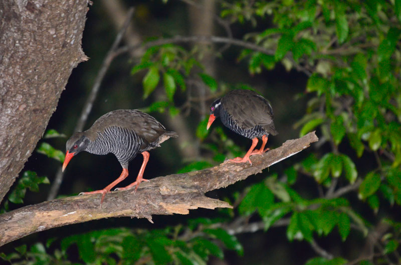 ヤンバルクイナ