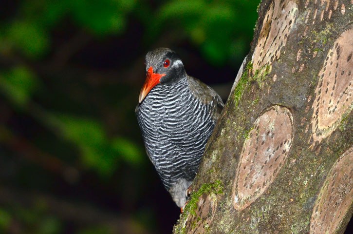 ヤンバルクイナ