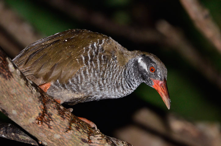 ヤンバルクイナ幼鳥