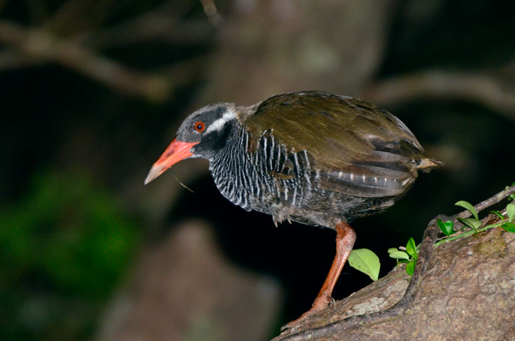 ヤンバルクイナ