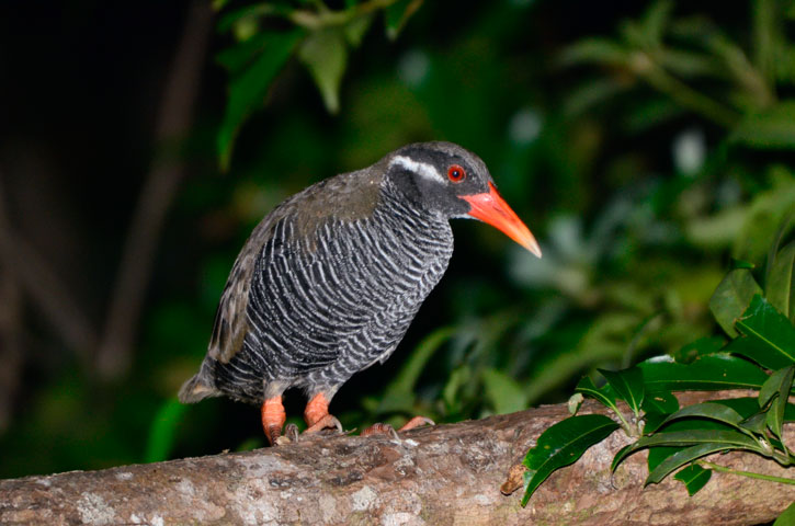 ヤンバルクイナ