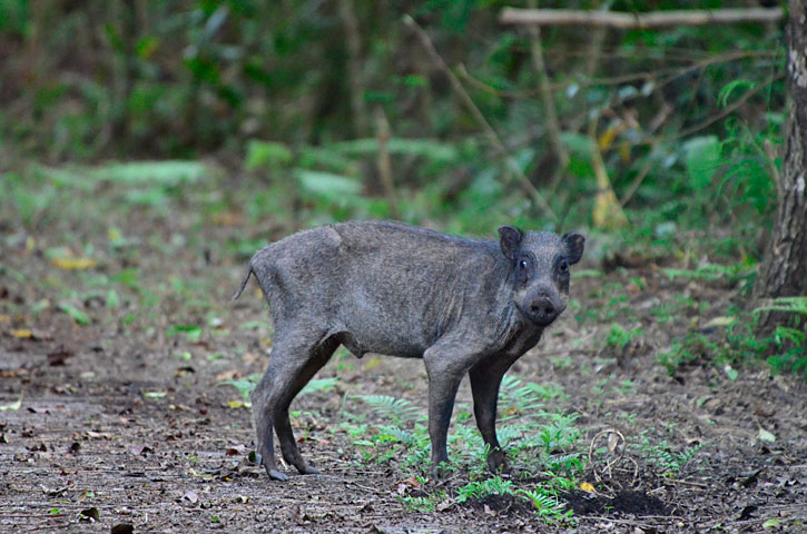 リュウキュウイノシシ