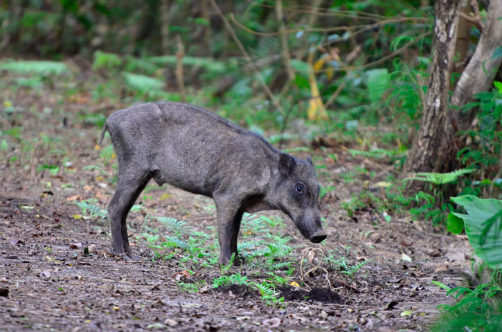 リュウキュウイノシシ