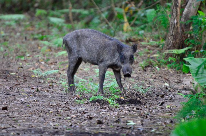 リュウキュウイノシシ