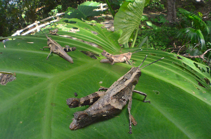 オキナワモリバッタ