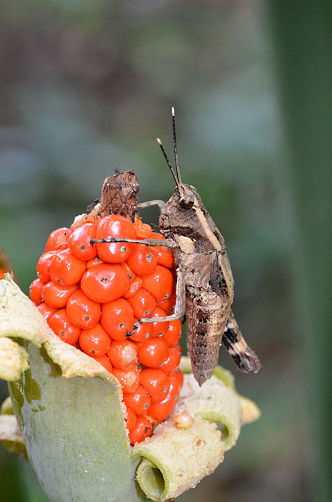 オキナワモリバッタ