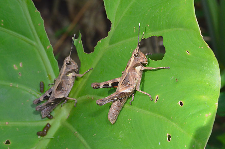 オキナワモリバッタ