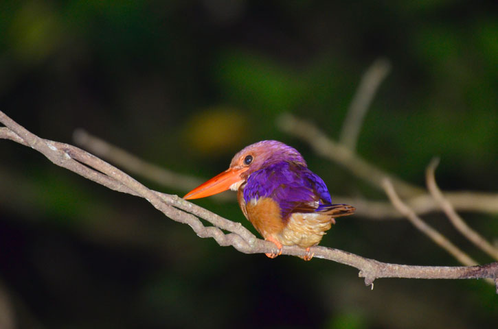 リュウキュウアカショウビン