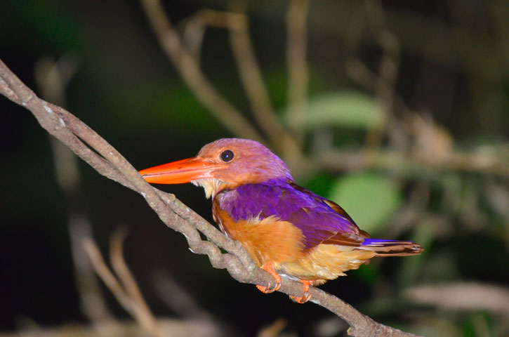 リュウキュウアカショウビン