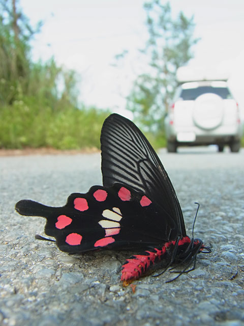 ベニモンアゲハ