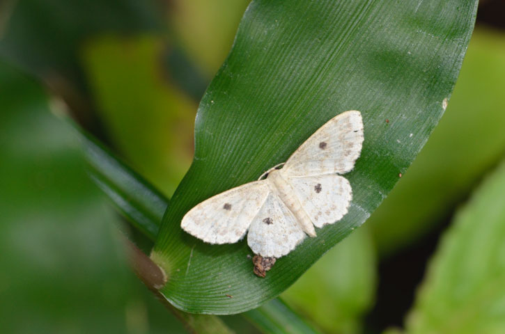 オオクロテンヒメシャク