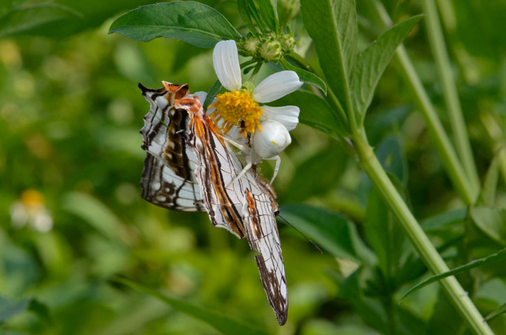オキナワアズチグモ