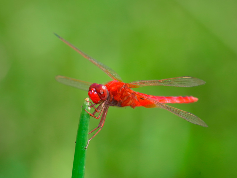タイリクショウジョウトンボ雄