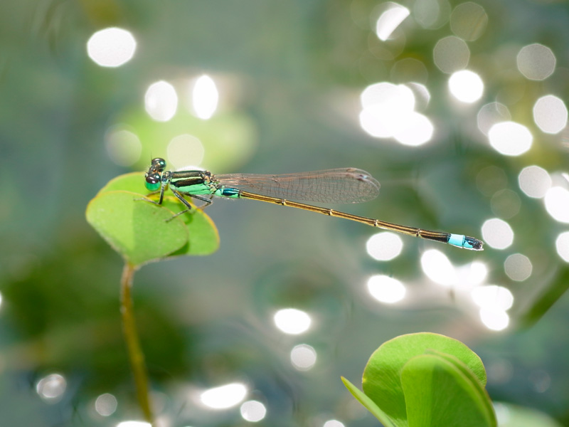 アオモンイトトンボ雄