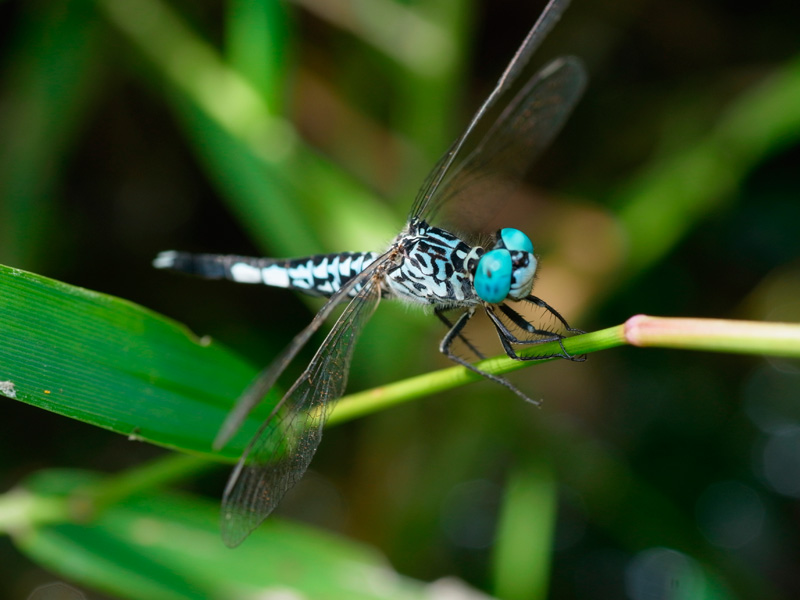 コシブトトンボ雄