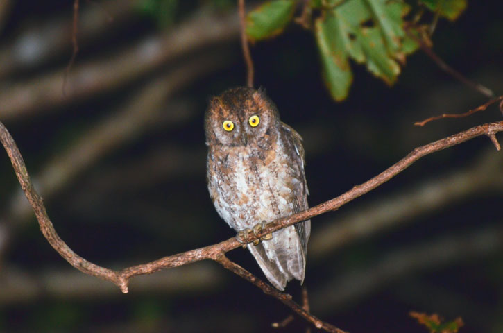 リュウキュウコノハズク