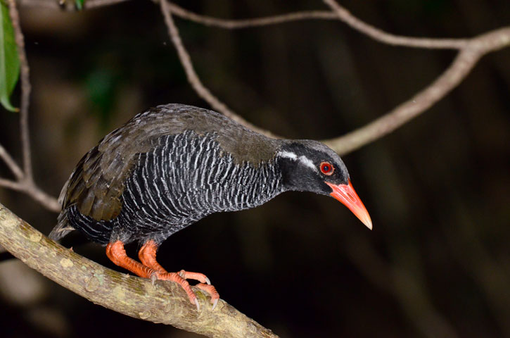 ヤンバルクイナ