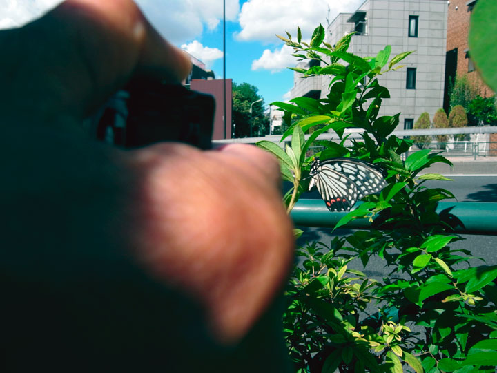 アカボシゴマダラ産卵