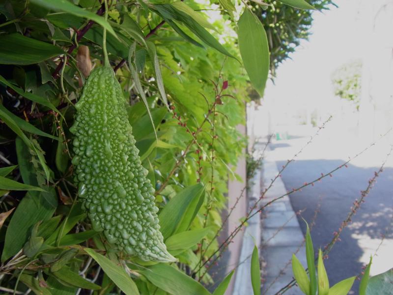 ごーや・ニガウリ・ツルレイシ