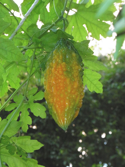 ごーや・ニガウリ・ツルレイシ