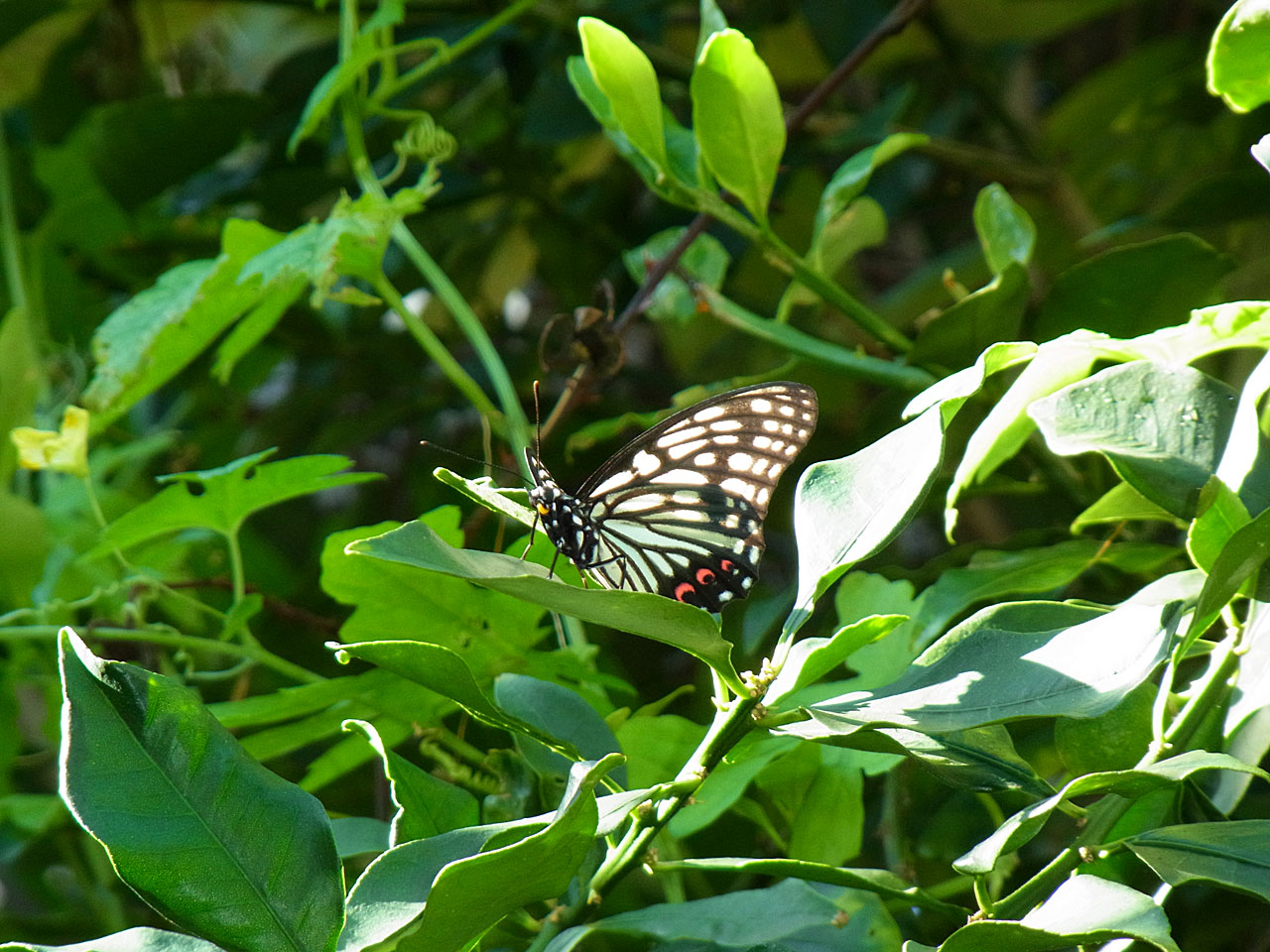 アカボシゴマダラ