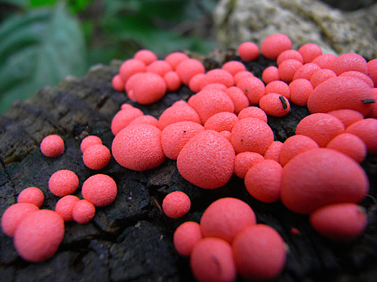 マメホコリ（2007年8月与那国島撮影）