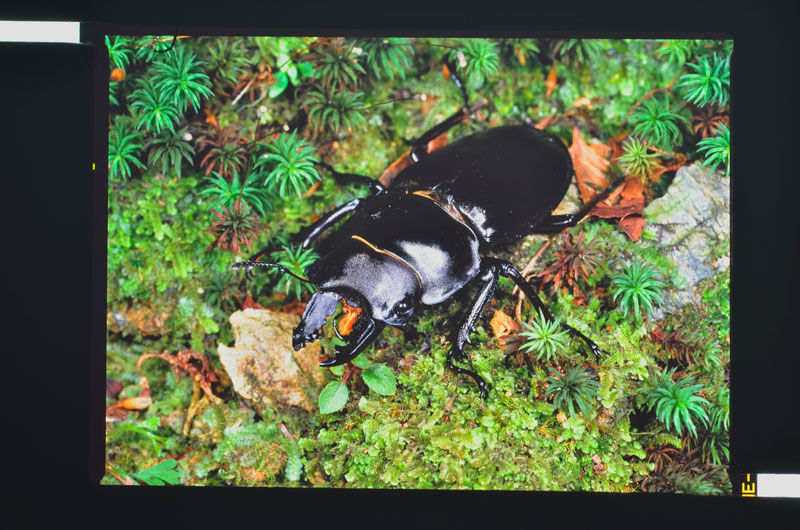 オキナワマルバネクワガタ