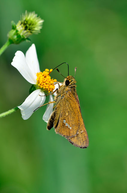 イチモンジセセリ