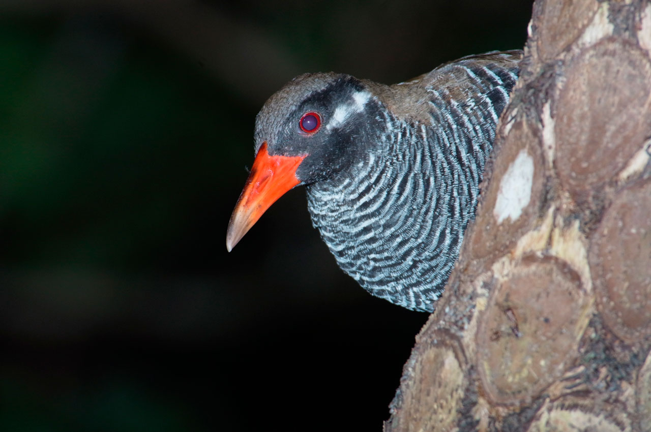 ヤンバルクイナ